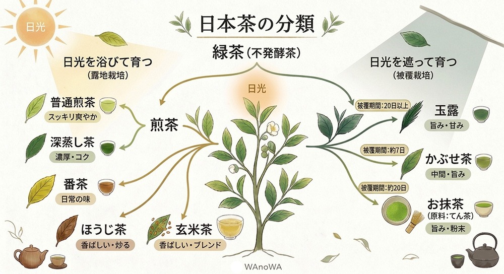 日本茶の分類マップ イラスト